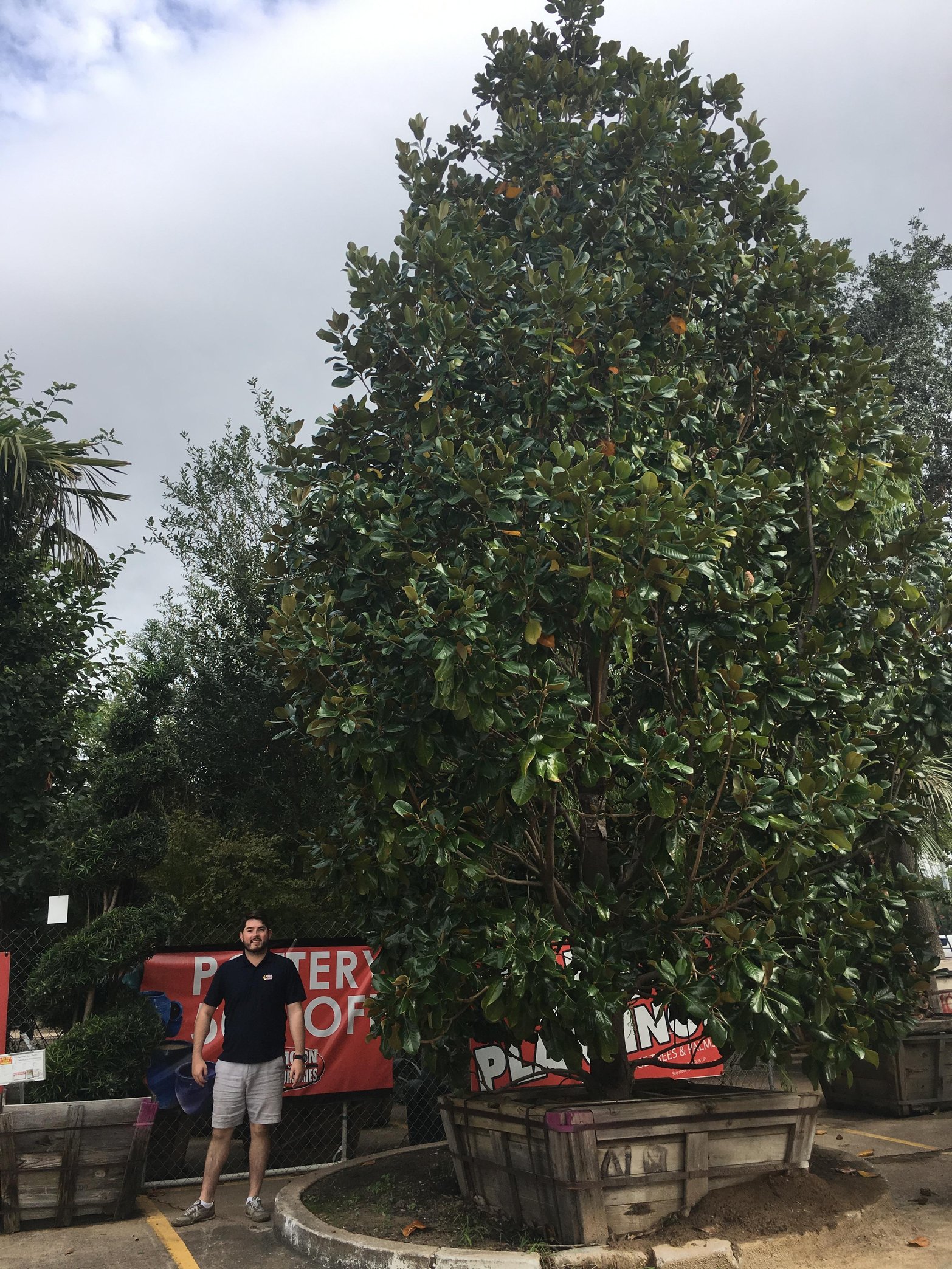 5 Evergreen Trees for Front Yard Privacy in Texas